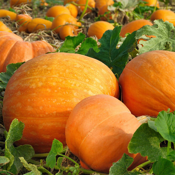 Giant Pumpkin Seeds, 5 Seeds