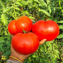 850 Cantati 11 Tomato, 5 Seeds