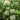 Tianzi Yubei White Baby Pumpkin, 5 Seeds