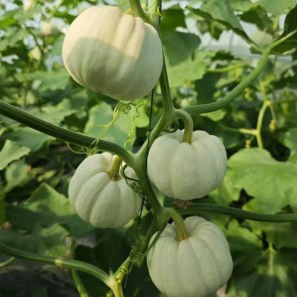 Tianzi Yubei White Baby Pumpkin, 5 Seeds