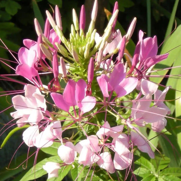 Pink Spider Flower Seeds, 200 Seeds