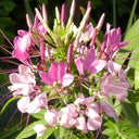 Pink Spider Flower Seeds, 200 Seeds