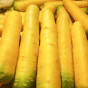 Qitou Yellow Carrot Seeds, 5g