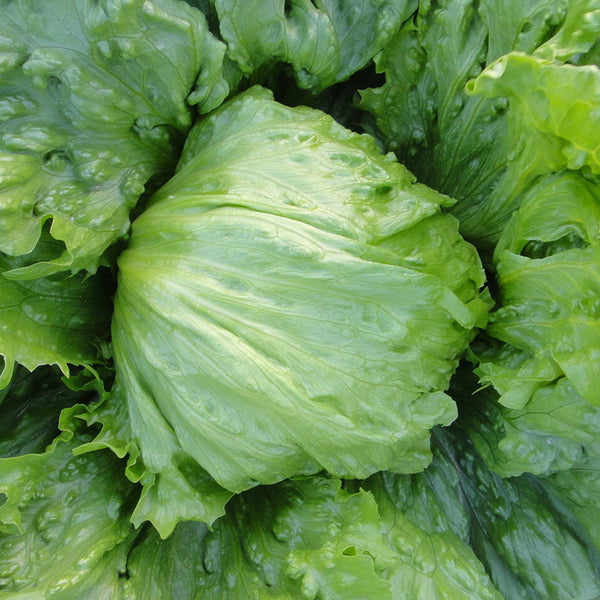 Caesar Crisphead Lettuce Seeds, 1g