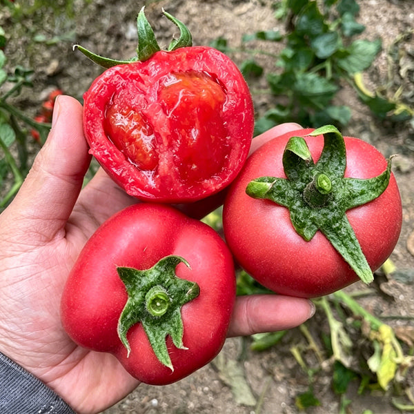 Pink Peach Fruit Tomato Seeds, 0.5g