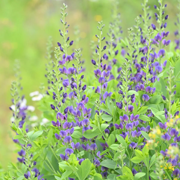 U2221 Blue False Indigo, 5 Seeds