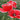 Red with White Edge Corn Poppy, 1000 Seeds
