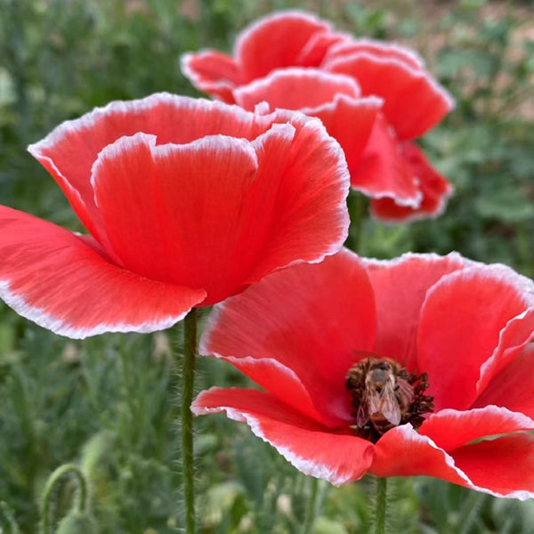 Red with White Edge Corn Poppy, 1000 Seeds