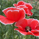 Red with White Edge Corn Poppy, 1000 Seeds