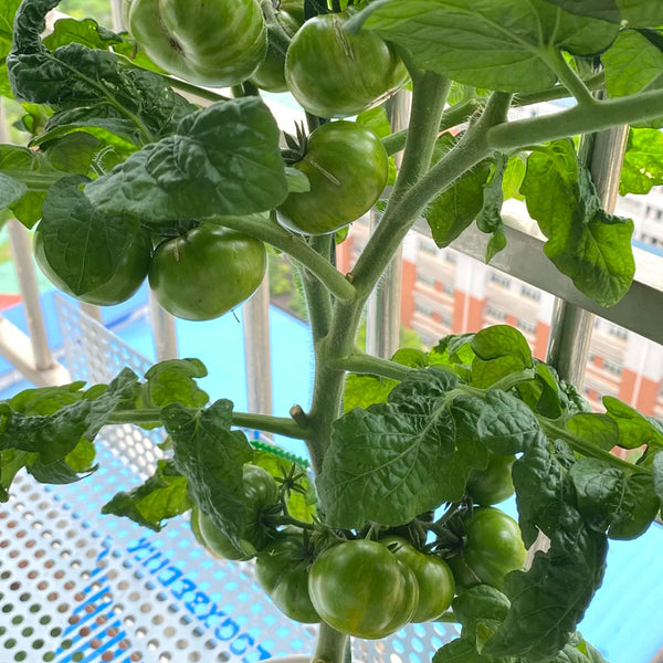 'Eden Micro Tiny No.4' Tomato Seeds, 3 Seeds