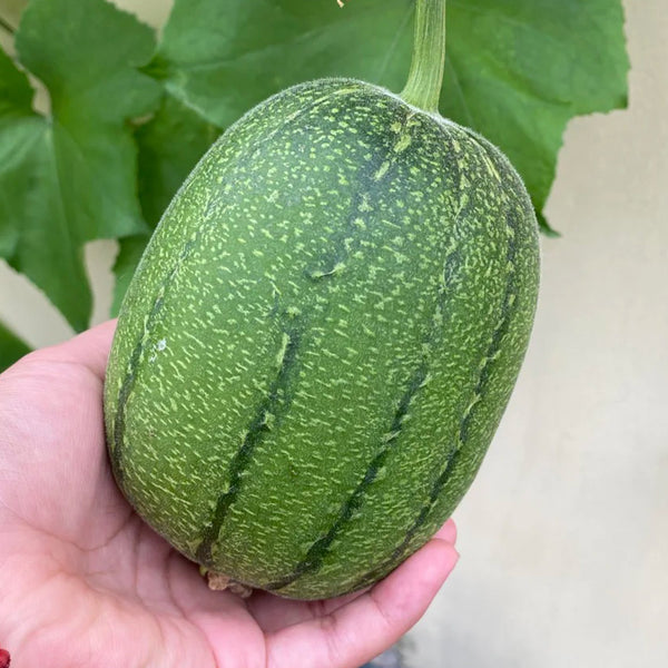 Taifeng No. 1 Apple Luffa, 8 Seeds