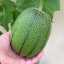 Taifeng No. 1 Apple Luffa, 8 Seeds