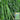 Small-Leaf High-Yield No.4 Long Bean Seeds, 20g