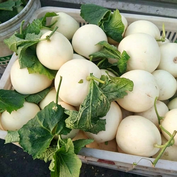 Shengyu No.1 F1 Melon, 200 Seeds