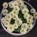 Oxalis obtusa Series Bulb - 'Iceberg', 1 Bulb