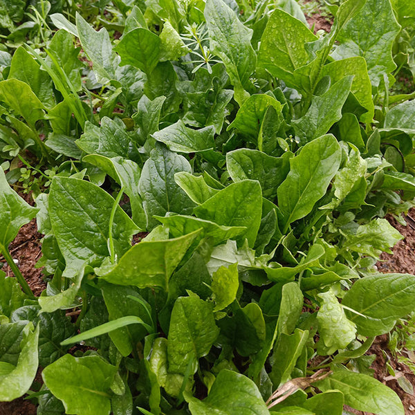Golden Autumn Spinach Seeds, 20g