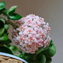Hoya commutata, 1 Cutting