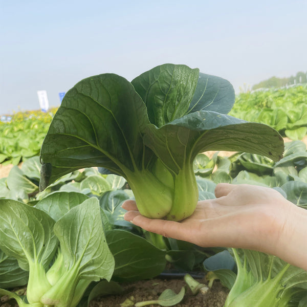 'Black Marshal' Bok Choy Seeds, 5g