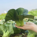 'Black Marshal' Bok Choy Seeds, 5g