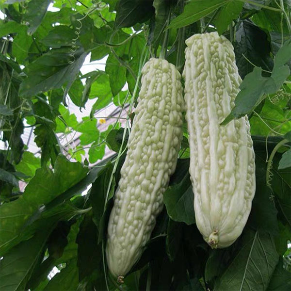 Pearl White Bitter Melon Seeds, 10 Seeds