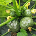 Black Pearl Zucchini Seeds, 100 Seeds
