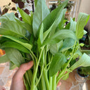 Meifeng No.3 Water Spinach Seeds, 20g