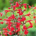 Red Flowering Sage, 500 Seeds