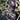 Black Key Tomato, 20 Seeds