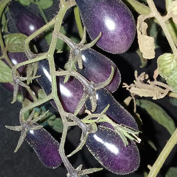 Black Key Tomato, 20 Seeds