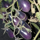 Black Key Tomato, 20 Seeds