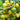 Crazy Barry Cherry Tomato, 20 Seeds