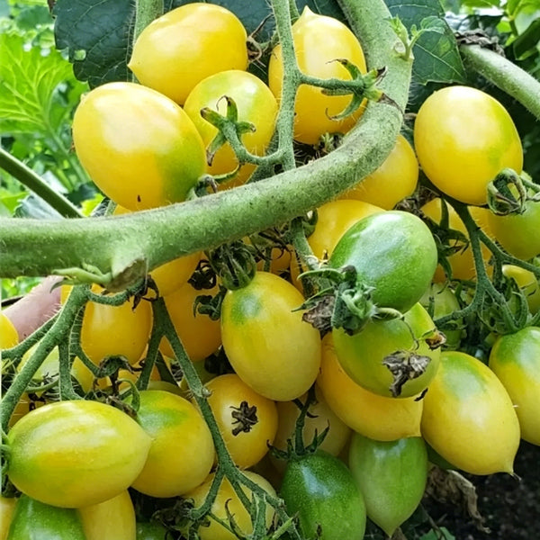 Crazy Barry Cherry Tomato, 20 Seeds