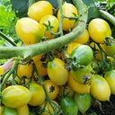 Crazy Barry Cherry Tomato, 20 Seeds
