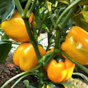 Yellow Bell Pepper Seeds, 20 Seeds