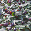 Pearl Multicolored Pepper Seeds, 100 Seeds