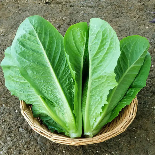 Romaine Lettuce Seeds, 10g