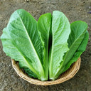 Romaine Lettuce Seeds, 10g