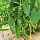 Qinglong Spiral Pepper Seeds, 100g