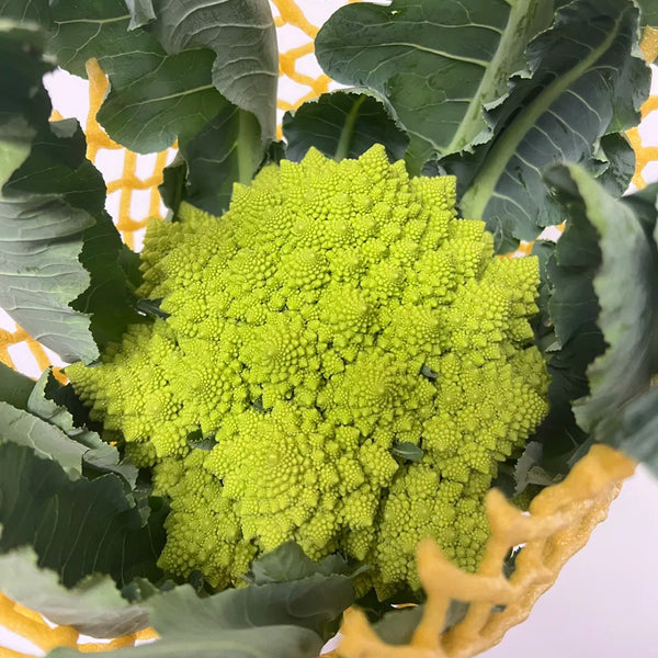 Green Romanesco, 10 Coated Seeds