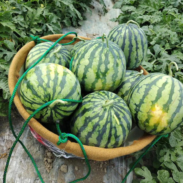 Xiumei Meidu Watermelon, 20 Seeds