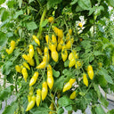 1 Dancing Green Fingers Tomato, 5 Seeds
