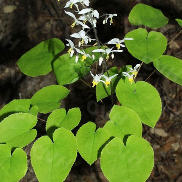 epimedium seeds for planting Epimedium Brevicornu Seeds, Pkt of 100