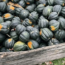 Acorn Squash, 5 Seeds