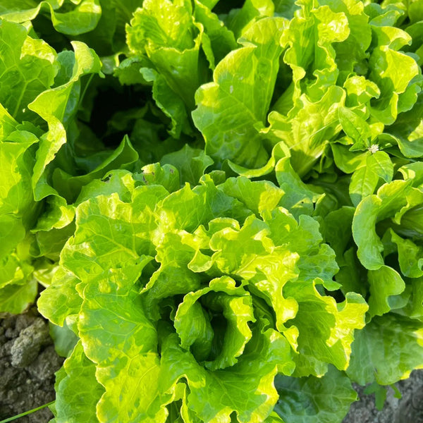 Italian Slow-Bolt Lettuce Seeds, 10g