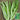 Nongyan Pointed-Leaf Romaine Lettuce Seeds, 10g