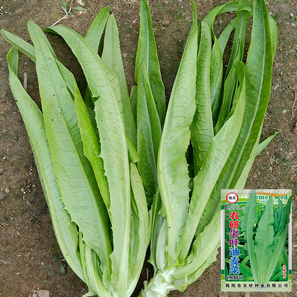 Nongyan Pointed-Leaf Romaine Lettuce Seeds, 10g