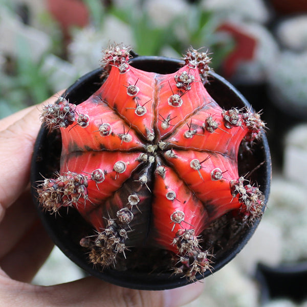 'Oil-Painted Peony' Red Live Cactus, 6-8cm