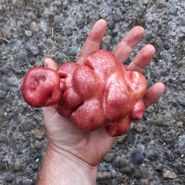 True Potato Seeds (TPS), Yum Llum, 4 Seeds