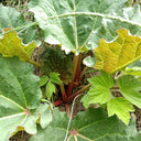 Garden Rhubarb, 15 Seeds