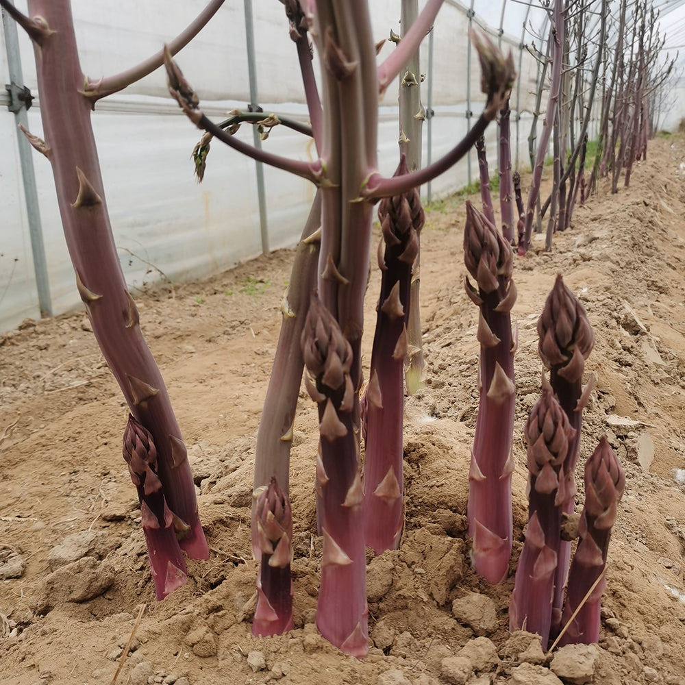 Purple Passion Asparagus Seeds